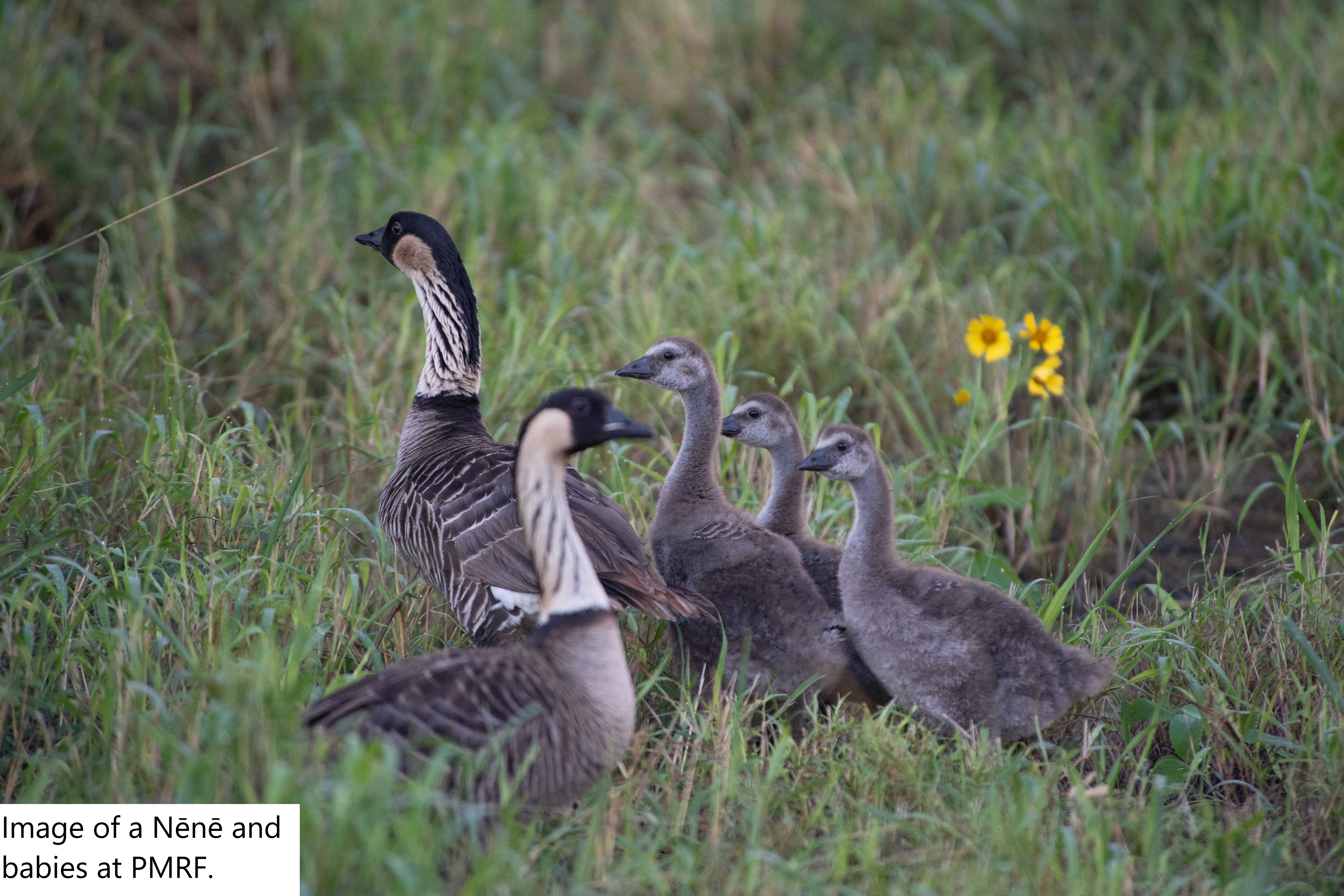 Image of a Nēnē and babies at PMRF.